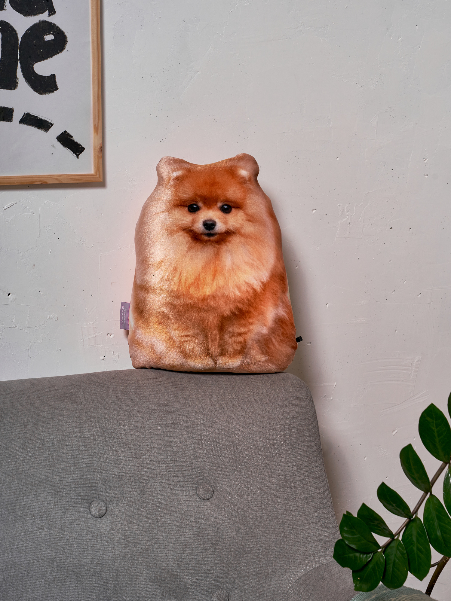 245 Настоящий Шпиц 3